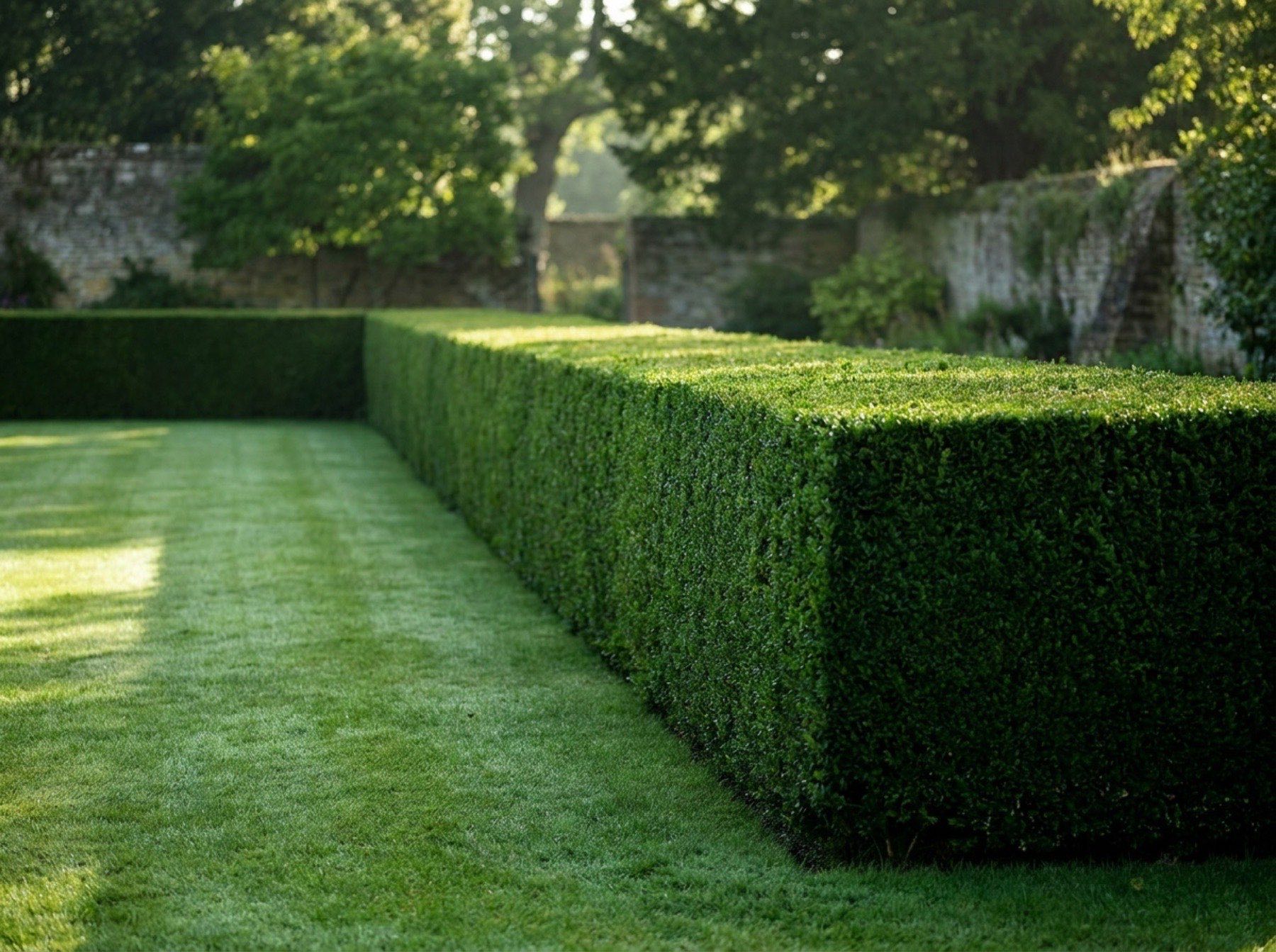 A clipped hedge beside a stone wall and a mown lawn