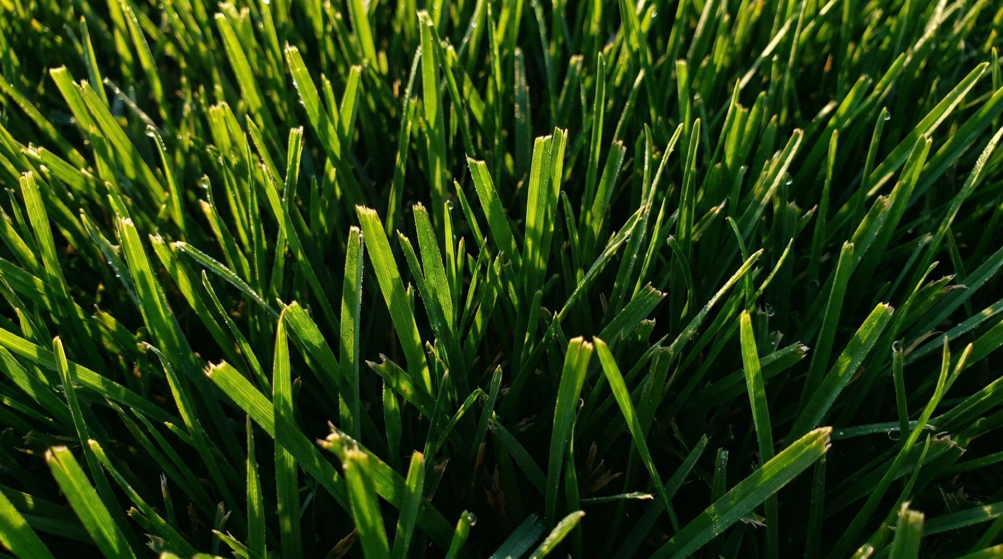 A close view of thick green grass blades catching low sunlight