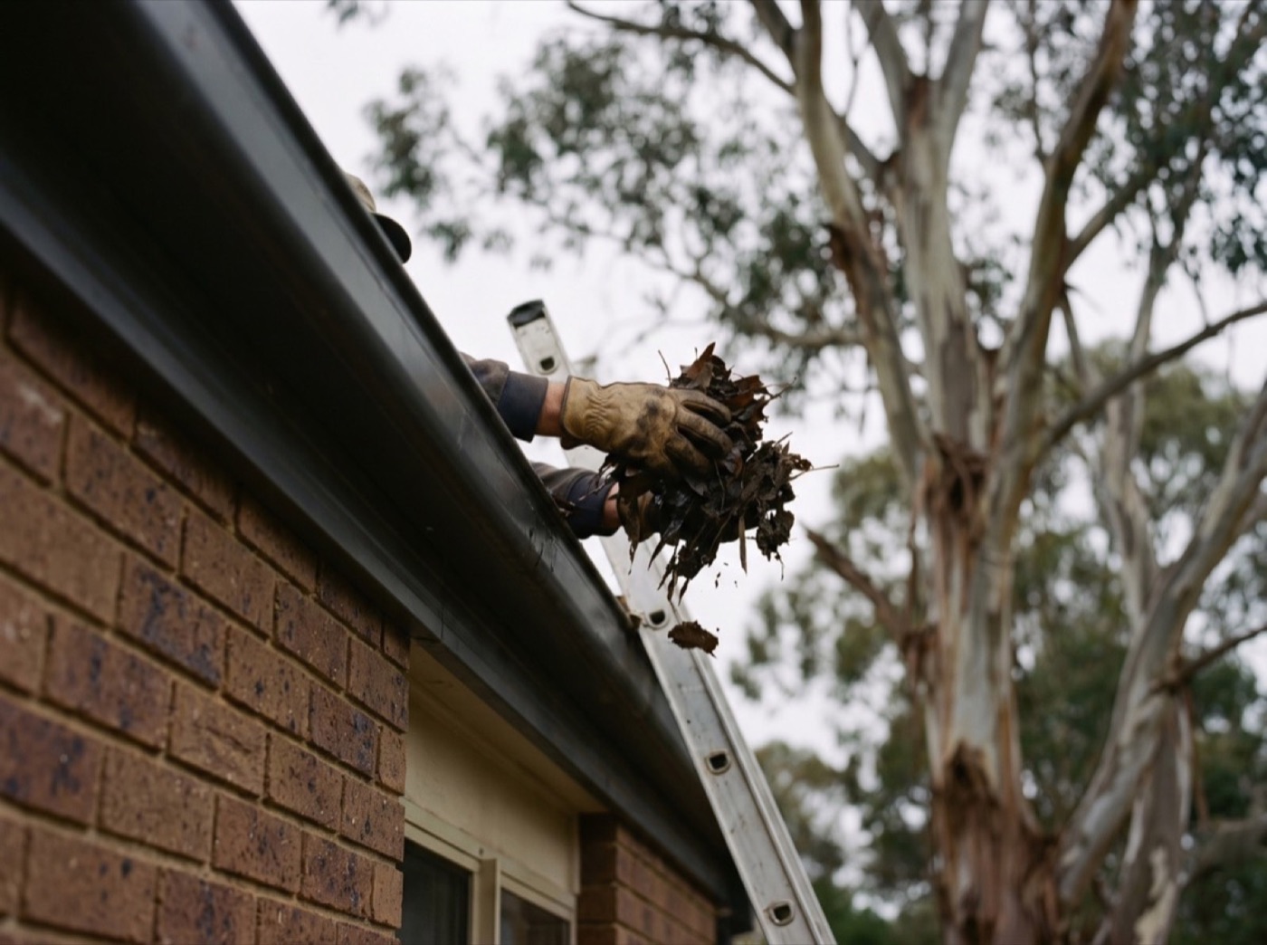 A gloved hand lifting leaves out of a house gutter
