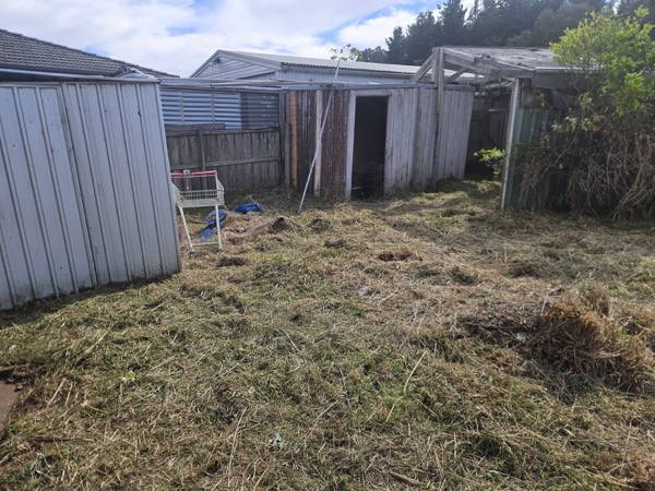 A cleared back yard beside a shed with cut branches stacked to one side