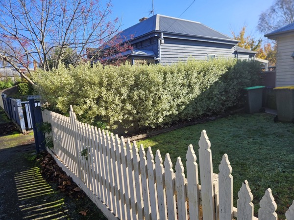 A close view of a trimmed hedge running along a white picket fence