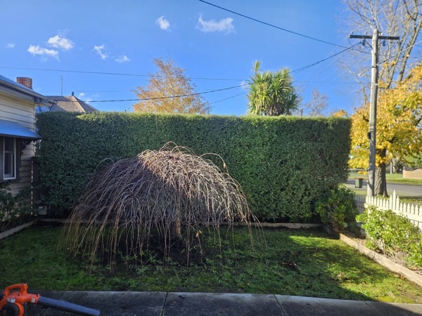 A tall hedge with cut pampas grass lying on the lawn in front of it