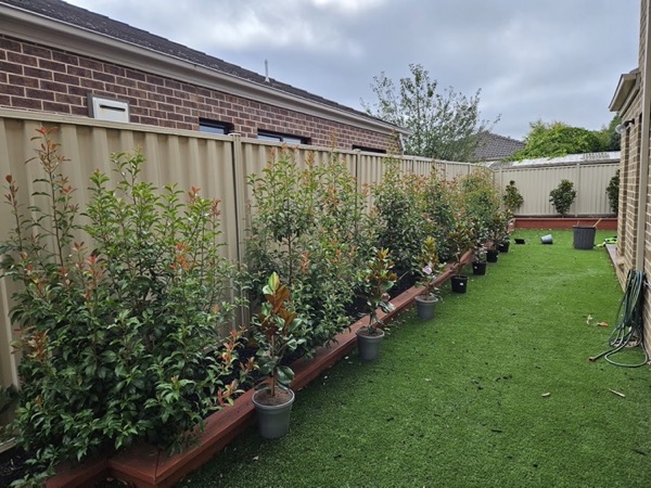 A back lawn with a row of potted shrubs along a mulched bed