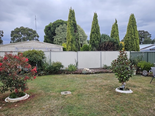 A back lawn with conifers, flowering shrubs and a white fence