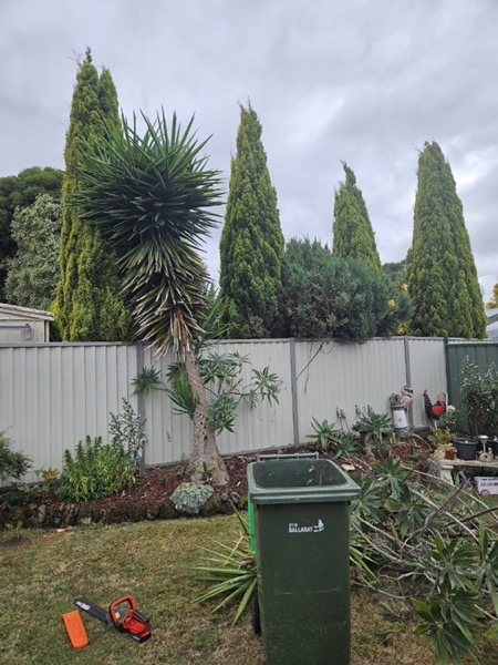 A garden bed with conifers and a yucca against a paling fence