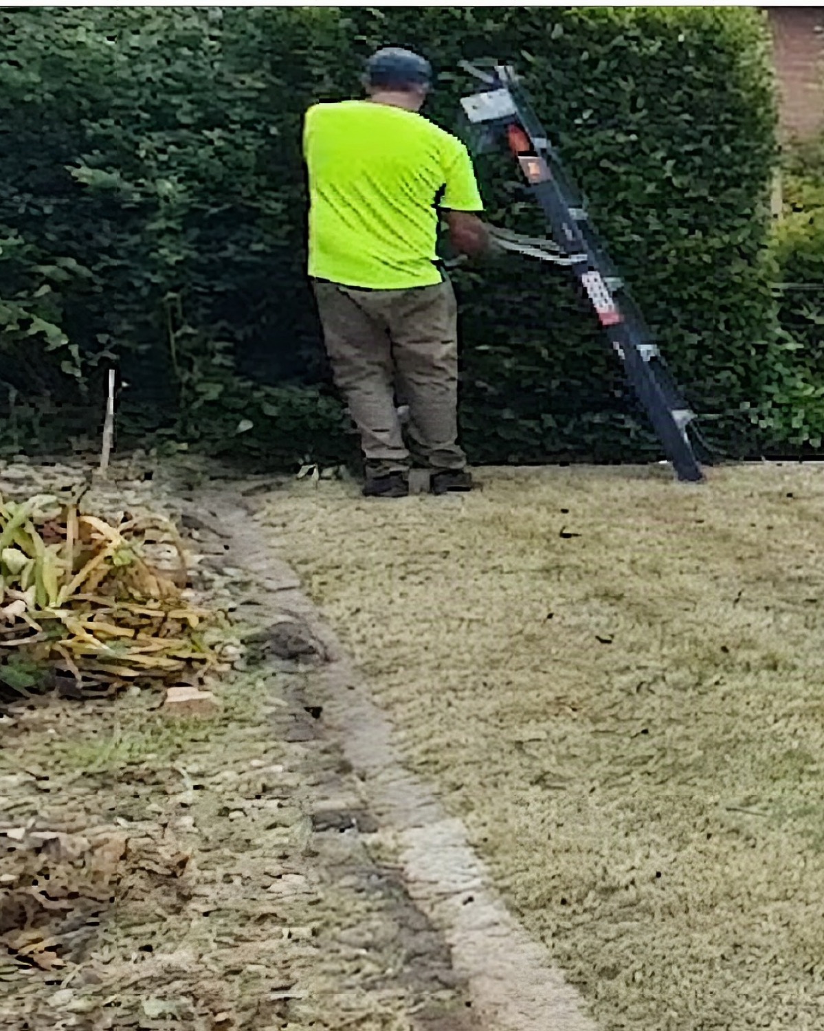A worker in a hi-vis shirt beside a trimmed hedge, with a ladder resting against it on a mown lawn