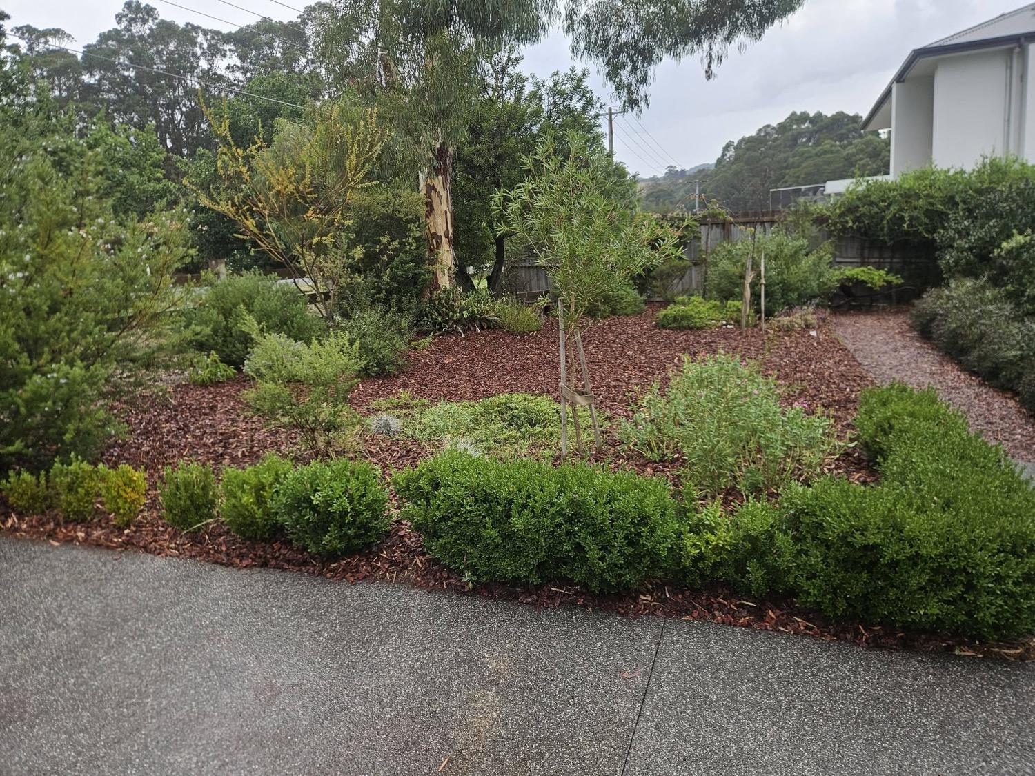 A mulched garden bed with young shrubs beside a concrete path