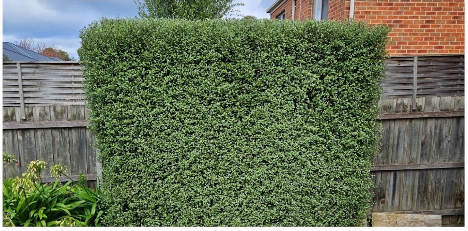 A tall hedge cut square against a paling fence and a brick wall