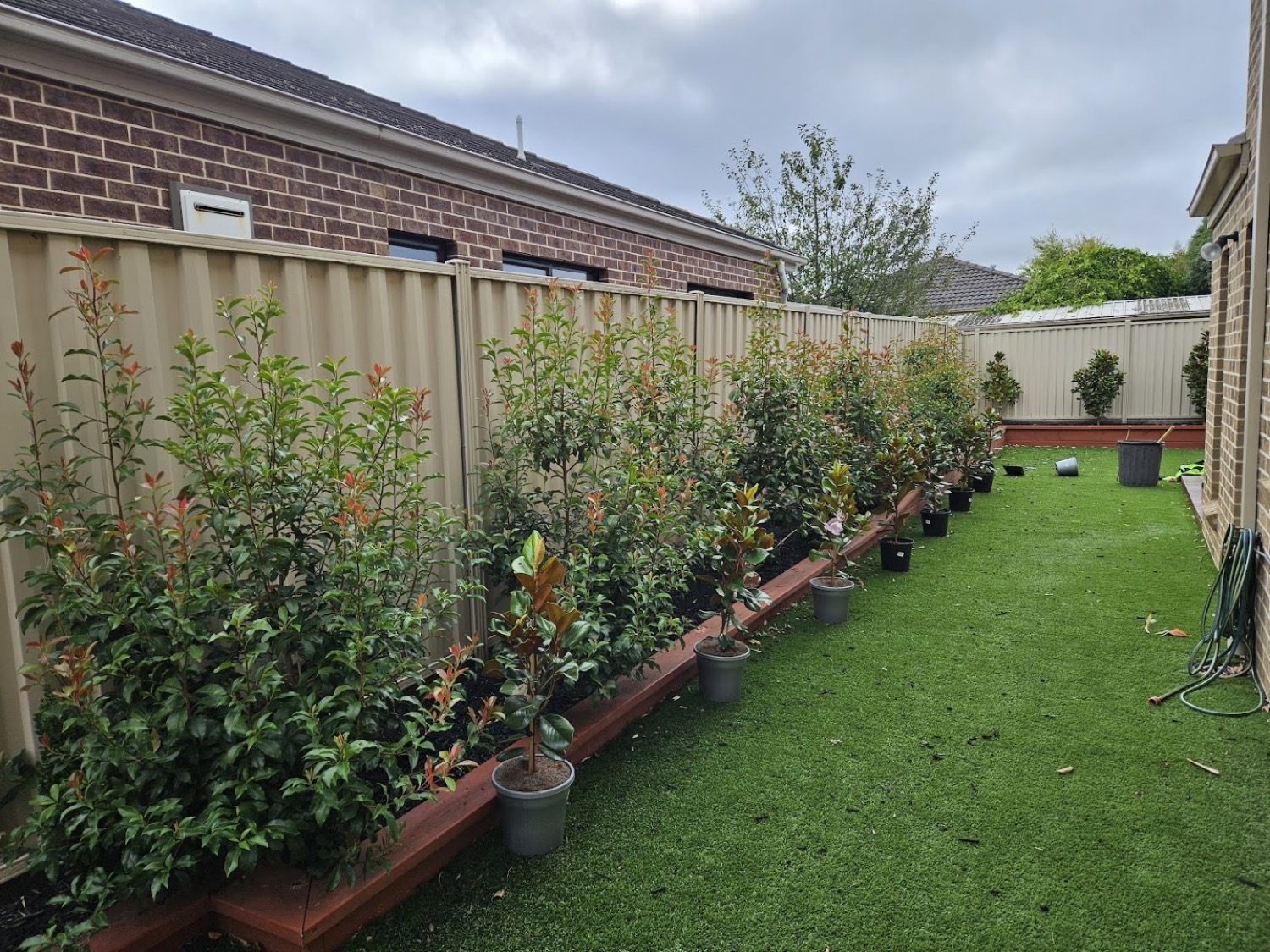 A back lawn with a row of potted shrubs along a mulched bed